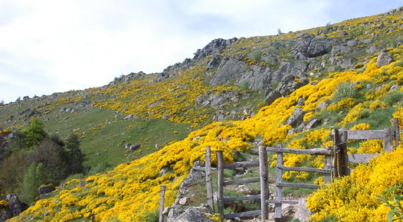 genêts en fleur