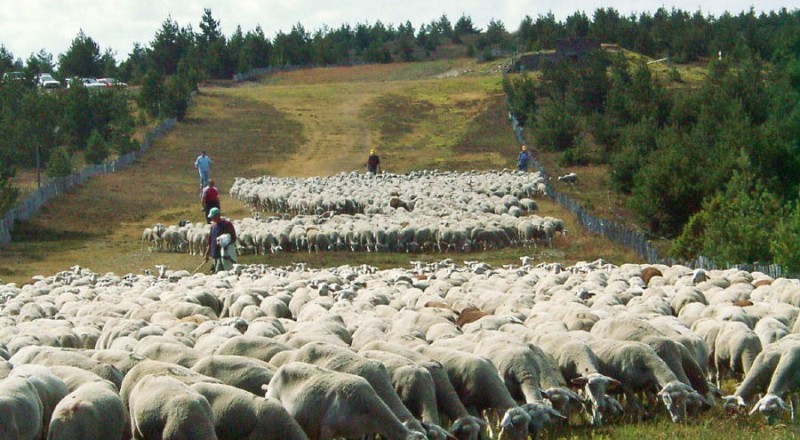 Troupeau transhumant sur la draille du Languedoc